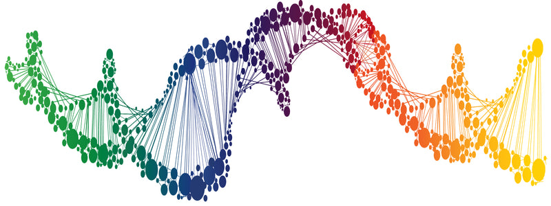 MTHFR C677T Mutation
