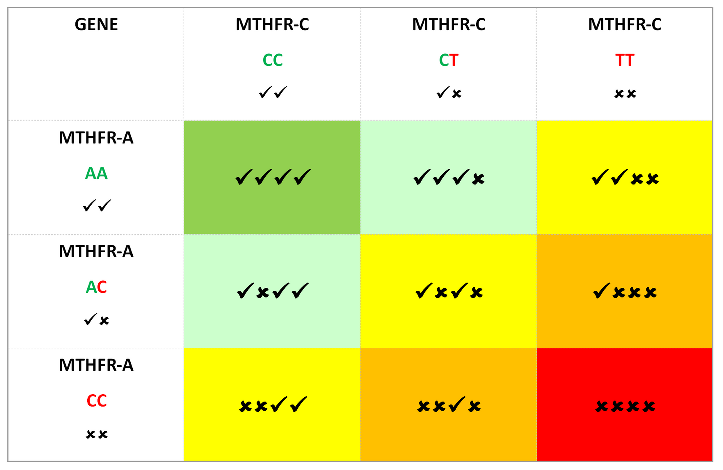 MTHFR Mutation Test