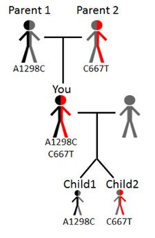 Our test kit is minimally invasive, NO blood draw needed. Easy to use, a convenient test that can be performed in the privacy of your home. Designed for all ages including infants. Tests for MTHFR A1298C and MTHFR C677T.