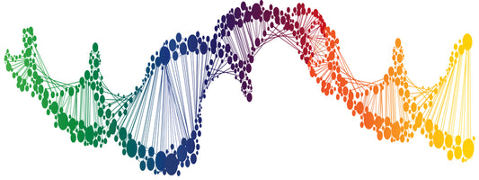 MTHFR C677T Mutation